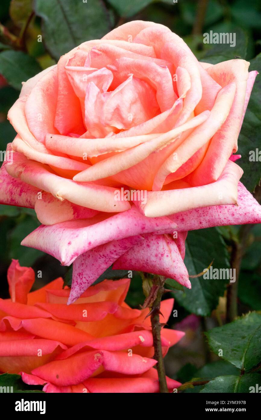 Leuchtendes Orange Rosa „Die Welt“ Rose Kordes Stockfoto