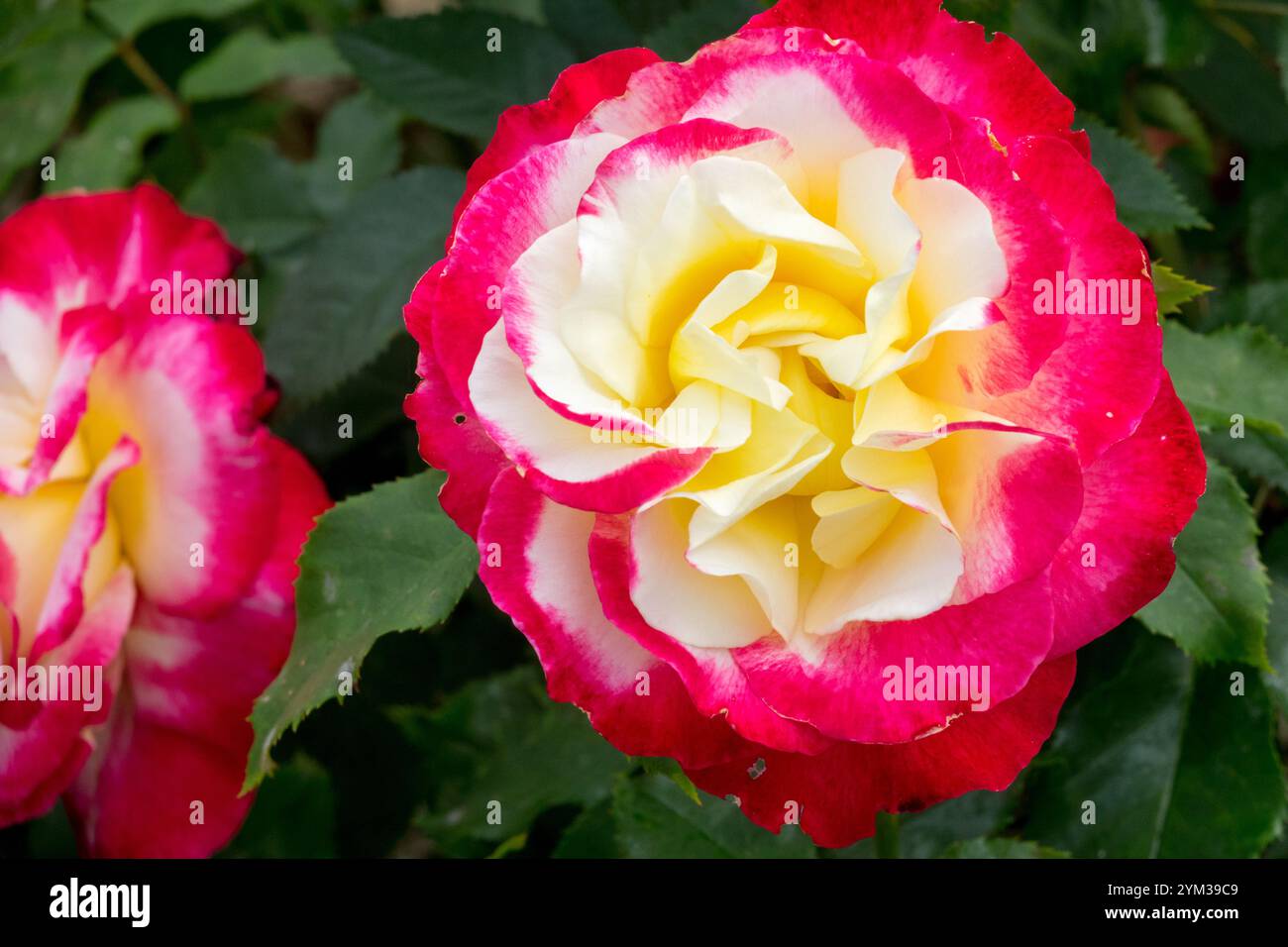 Rose „Double Delight“ Spürbar Intensiv Duftend Stockfoto
