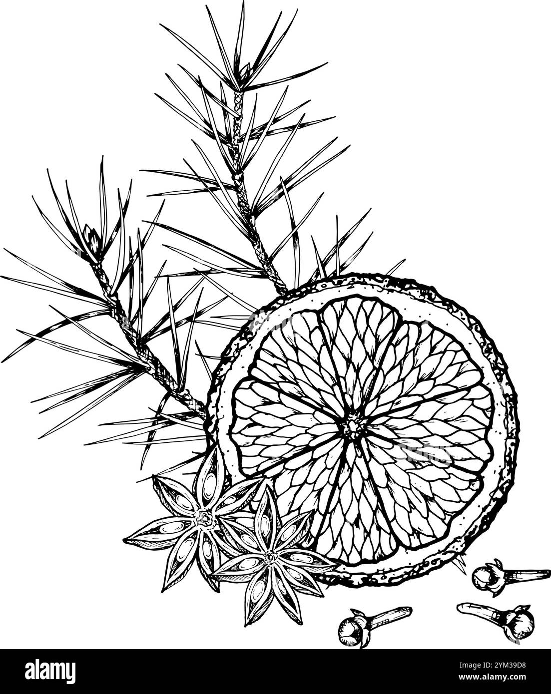 Detaillierte handgezeichnete Vektor-Illustration einer festlichen Komposition mit einer getrockneten Orangenscheibe, Tannenzweig, Sternanis und Nelken. Perfekt für Stock Vektor