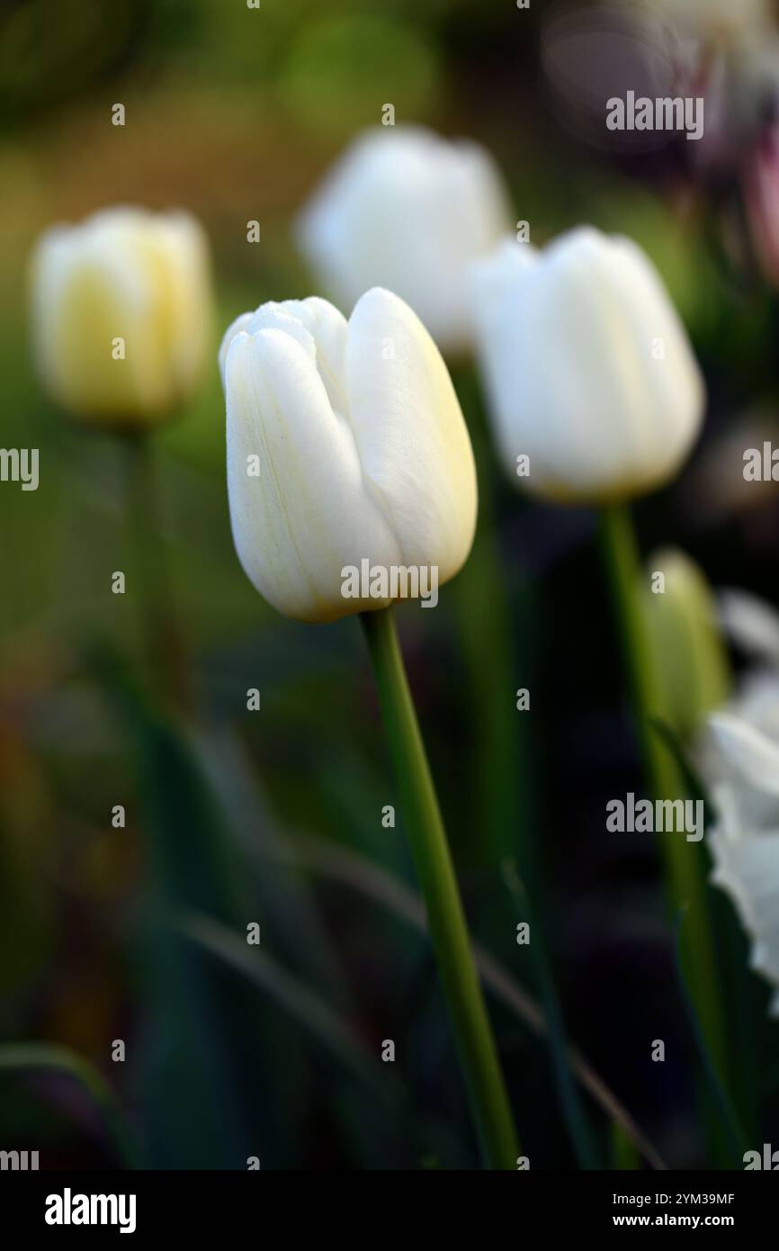 tulipa Weißer Kaiser, Tulpe Weißer Kaiser, Fosteriana Gruppe, Weiße Tulpen, Weiße Tulpen Blumen, Frühlingsblumen, Frühlingstulpen, RM Floral Stockfoto