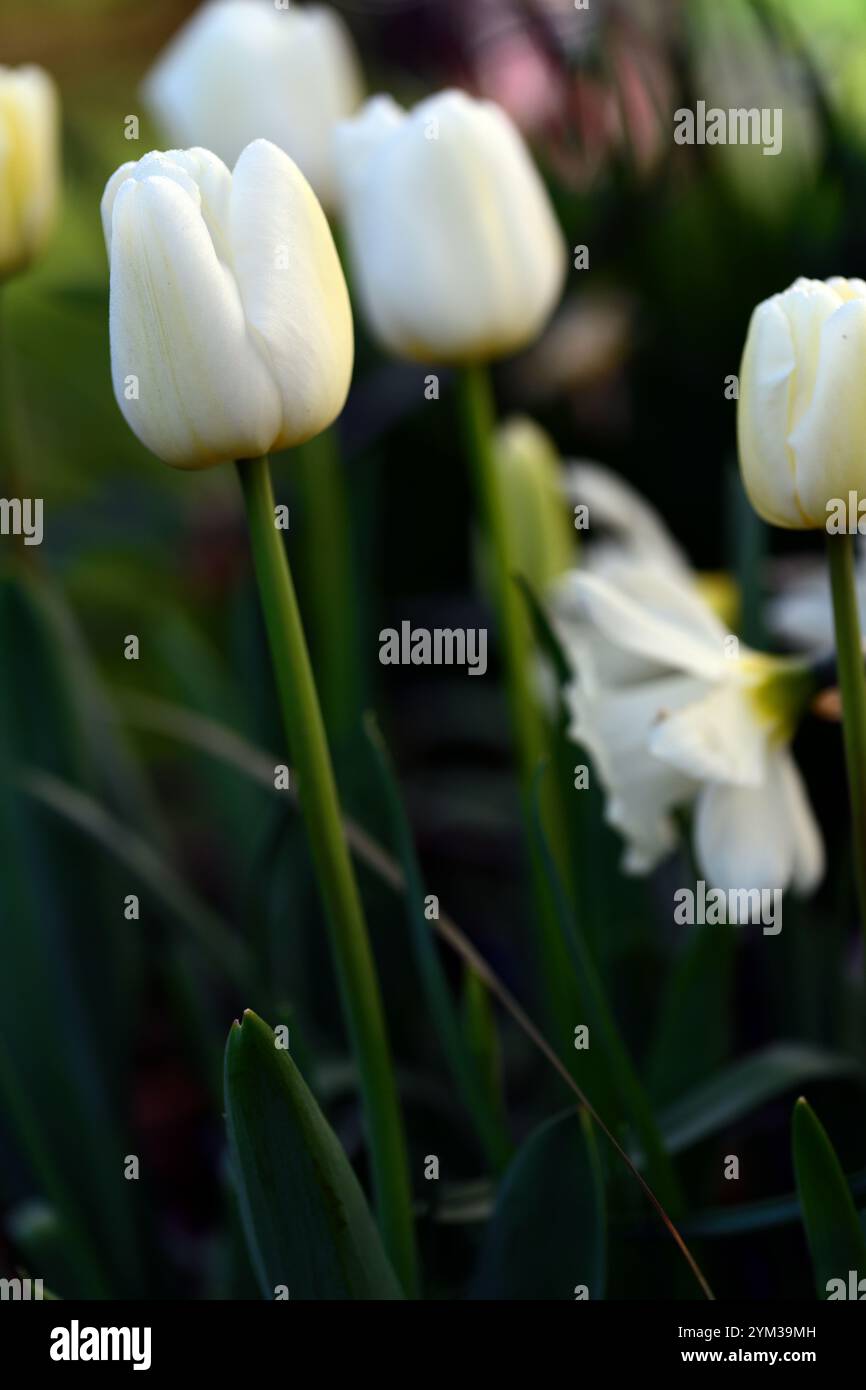 tulipa Weißer Kaiser, Tulpe Weißer Kaiser, Fosteriana Gruppe, Weiße Tulpen, Weiße Tulpen Blumen, Frühlingsblumen, Frühlingstulpen, RM Floral Stockfoto