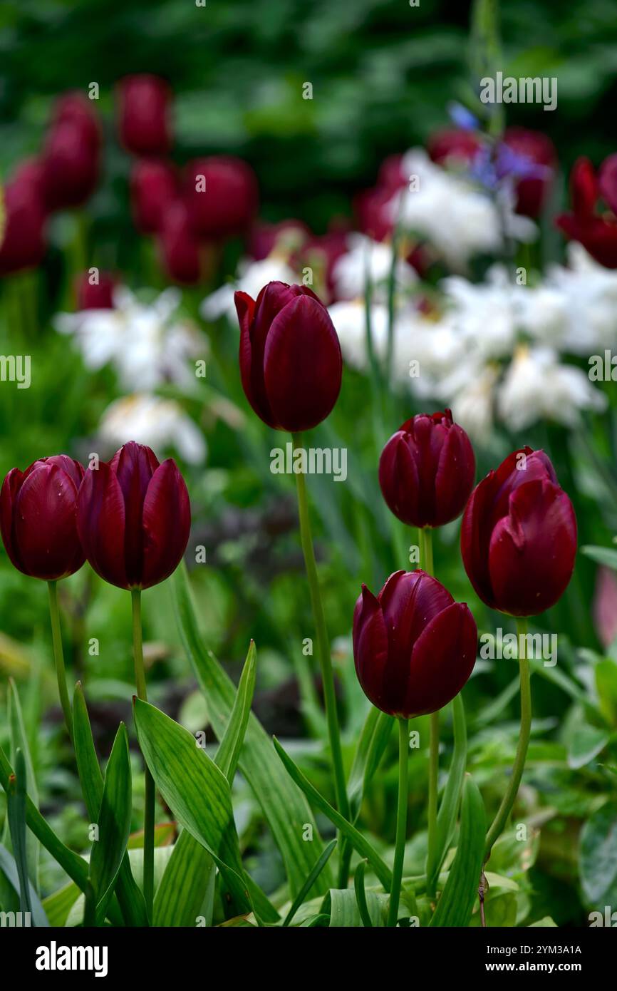 tulipa National Samt, Triumph Tulpen, dunkelrote Tulpen, dunkelrote Tulpen, dunkelrote Tulpen, Frühling im Garten, gemischte Pflanzschema, gemischte Tulpen, RM Floral Stockfoto