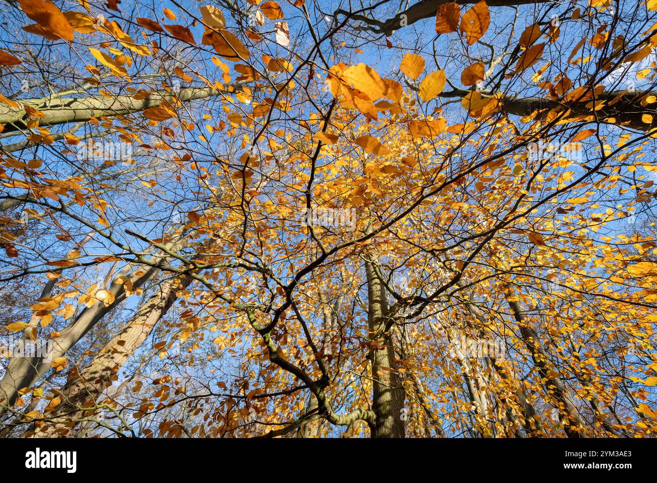 Die Herbstsonne erleuchtet die Buchenbäume mit ihren saisonalen herbstgelben und goldenen Blättern im Wald von Worcestershire, England. Stockfoto