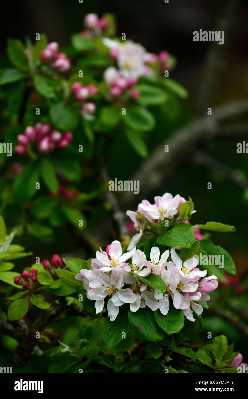 apfelblüte, weiße Blumen, Blüte, Blüten, blühender Baum, blühender Apfelbaum, RM Floral Stockfoto