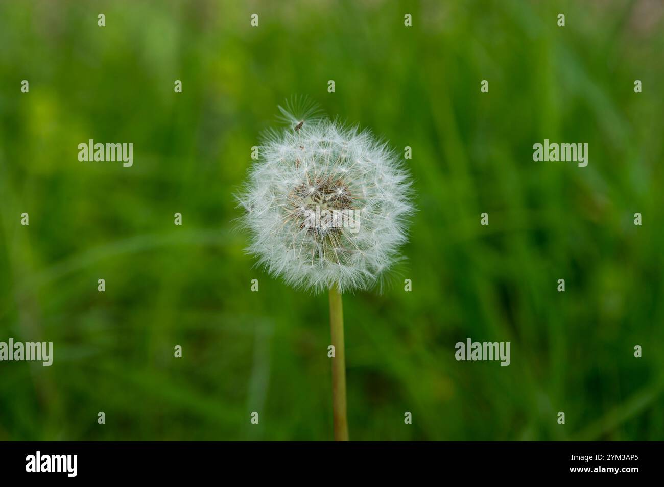 Löwenzahn-Uhr auf einem grünen Hintergrund Stockfoto