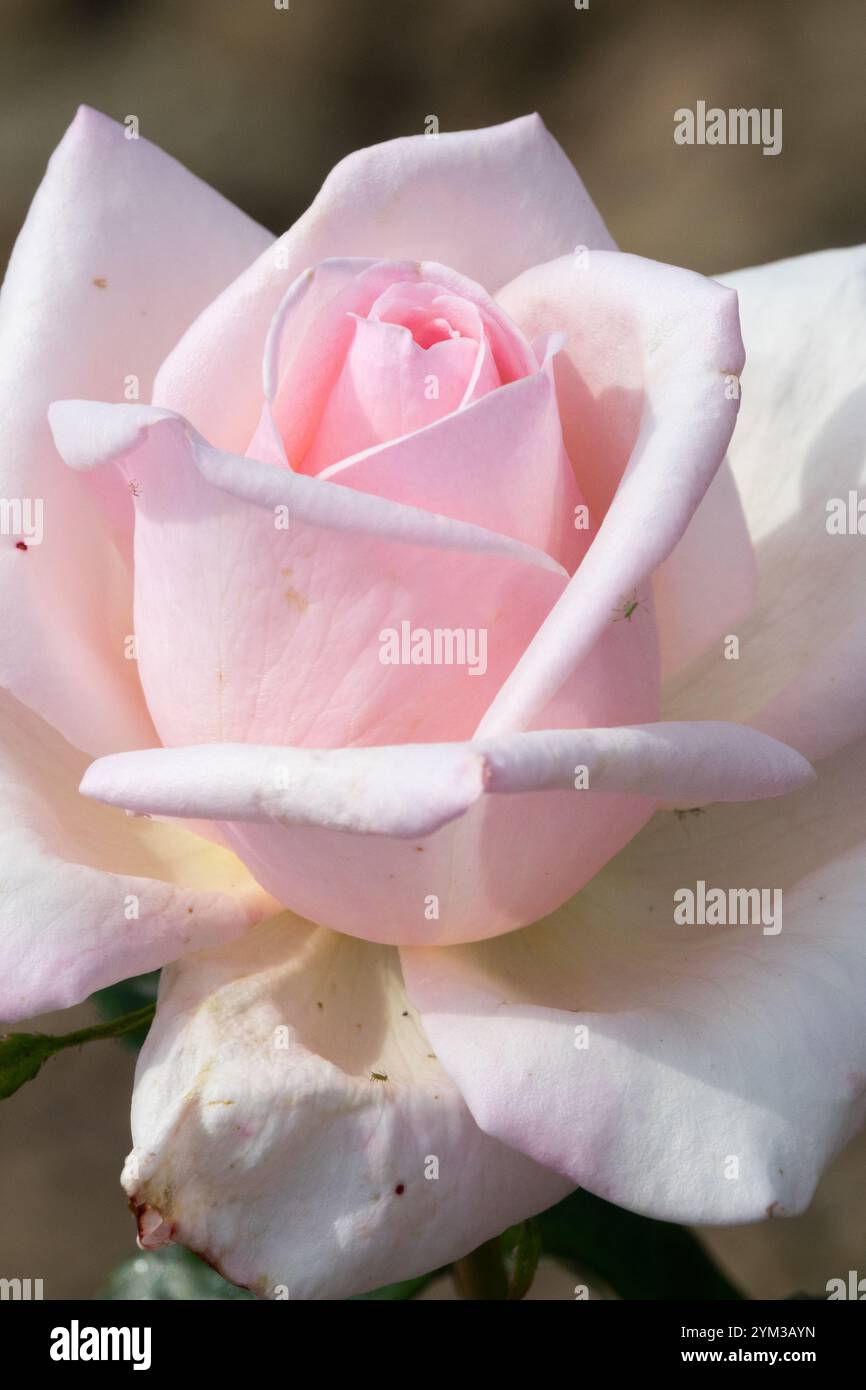 Rosa „Königliche Hoheit“ Weiß Rosa Blumenrose Spürbar Intensiv Duftend Stockfoto