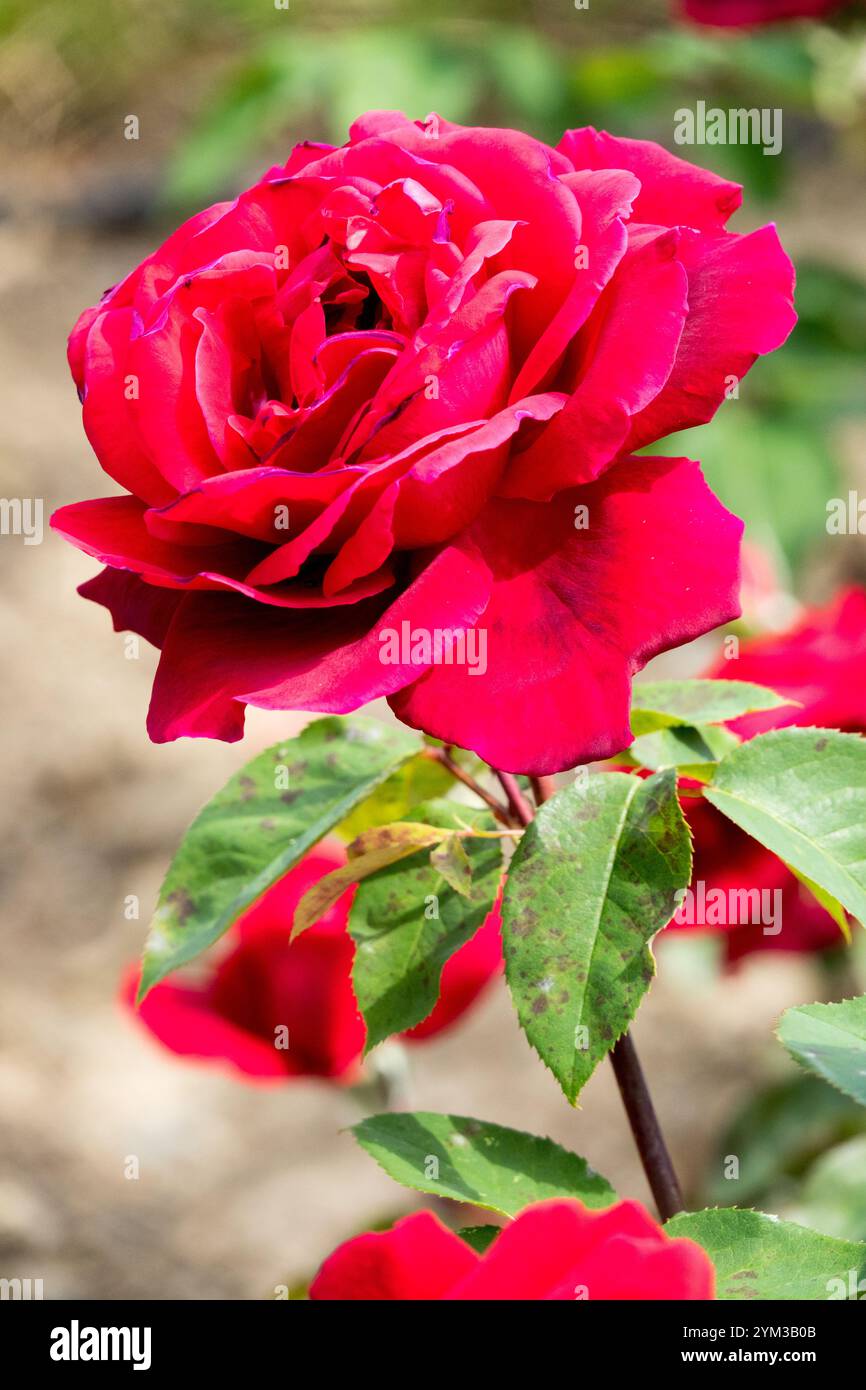 Rose Red Rosa „American Home“ Hybridtee Stockfoto