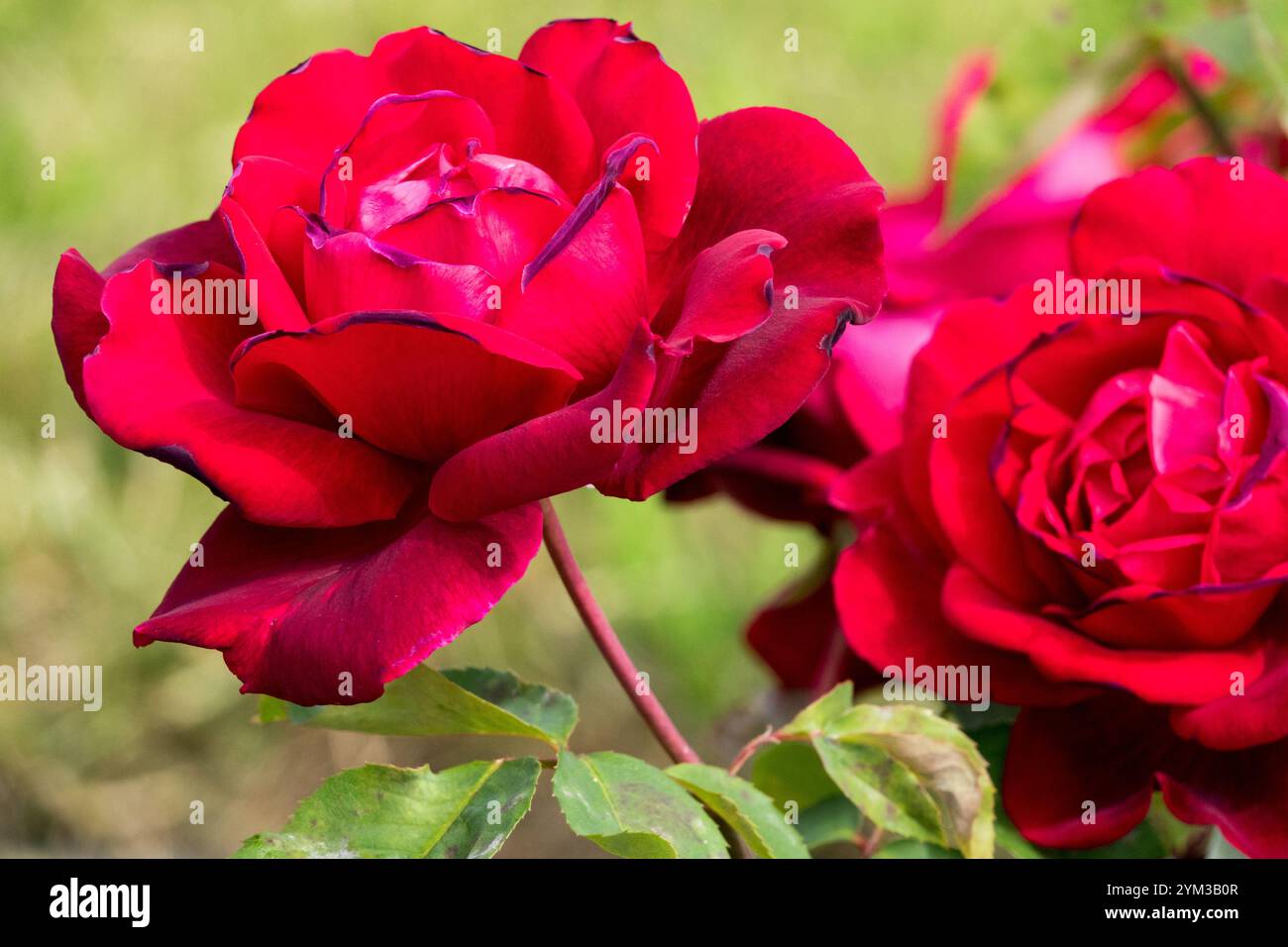 Roter Rosa „American Home“ Roter Hybridtee Stockfoto