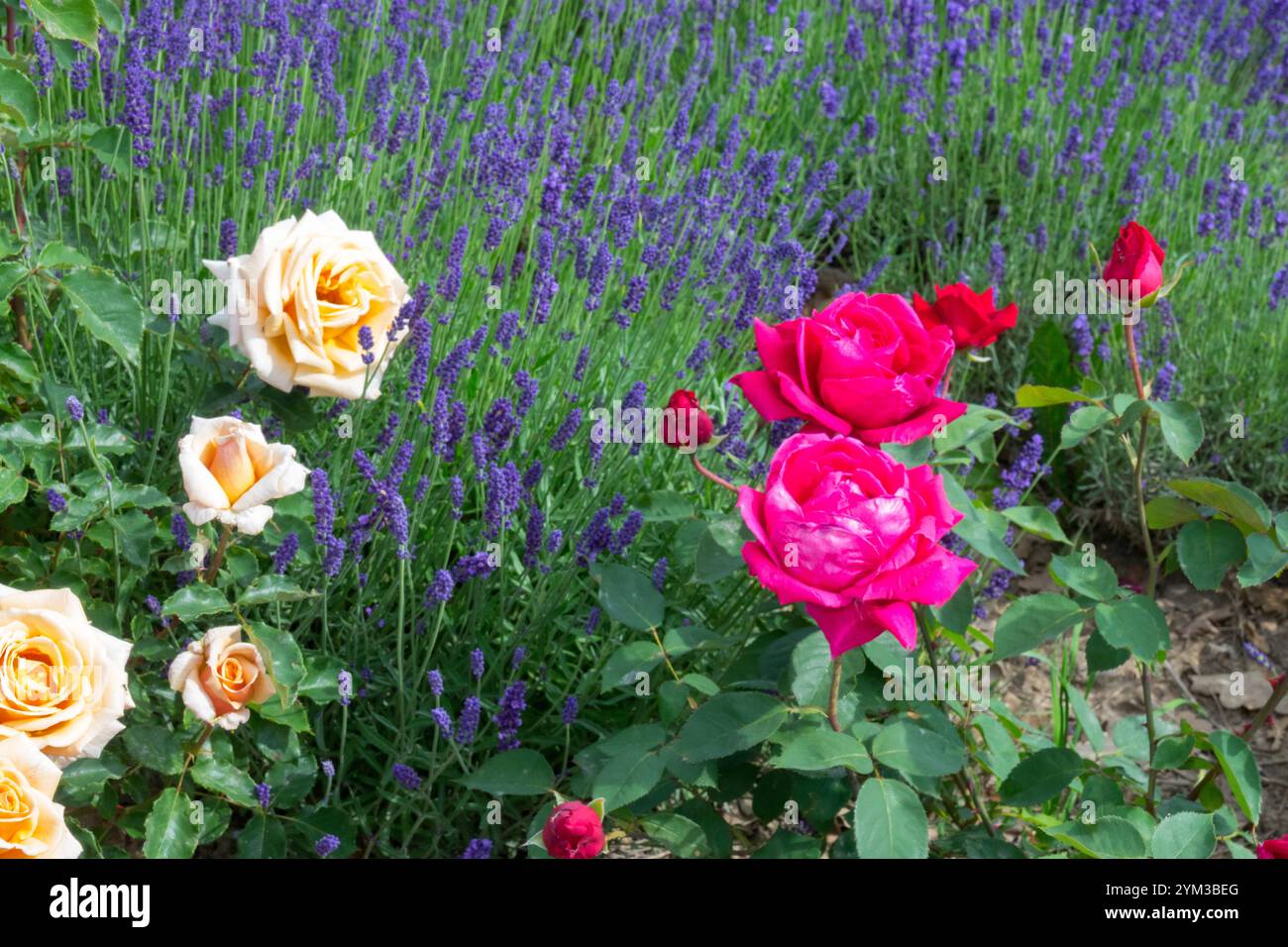 Rosen Lavendel Stockfoto