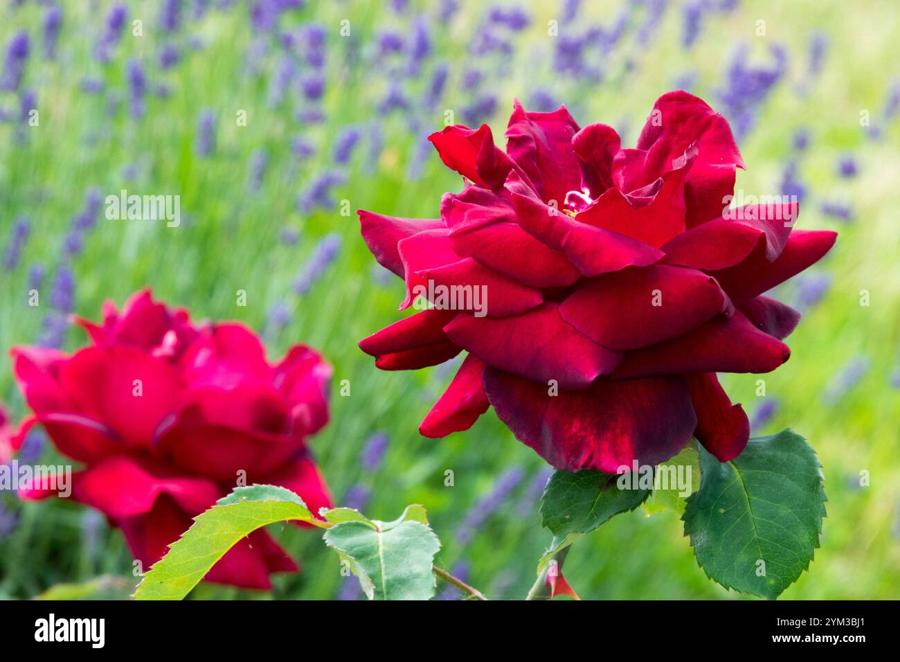 Rosa 'Satan' Rot Rosa Grün Hintergrund blau Lavendel Stockfoto