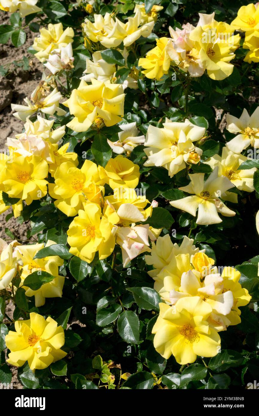 Rose „Bright Smile“ gelbe Rosen Stockfoto