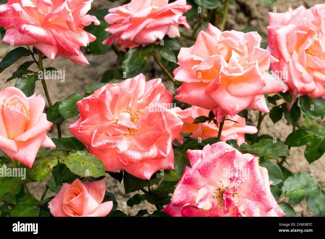 Rosa 'Sonia Meilland' oder Rose 'Sweet Promise' hellrosa Blumenbunda Meilland Rose Stockfoto