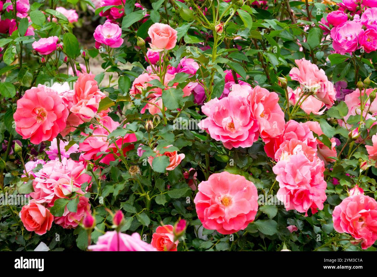 Rosa Rose 'Sangerhäuser Jubiläumsrose' - Kordes Roses Stockfoto