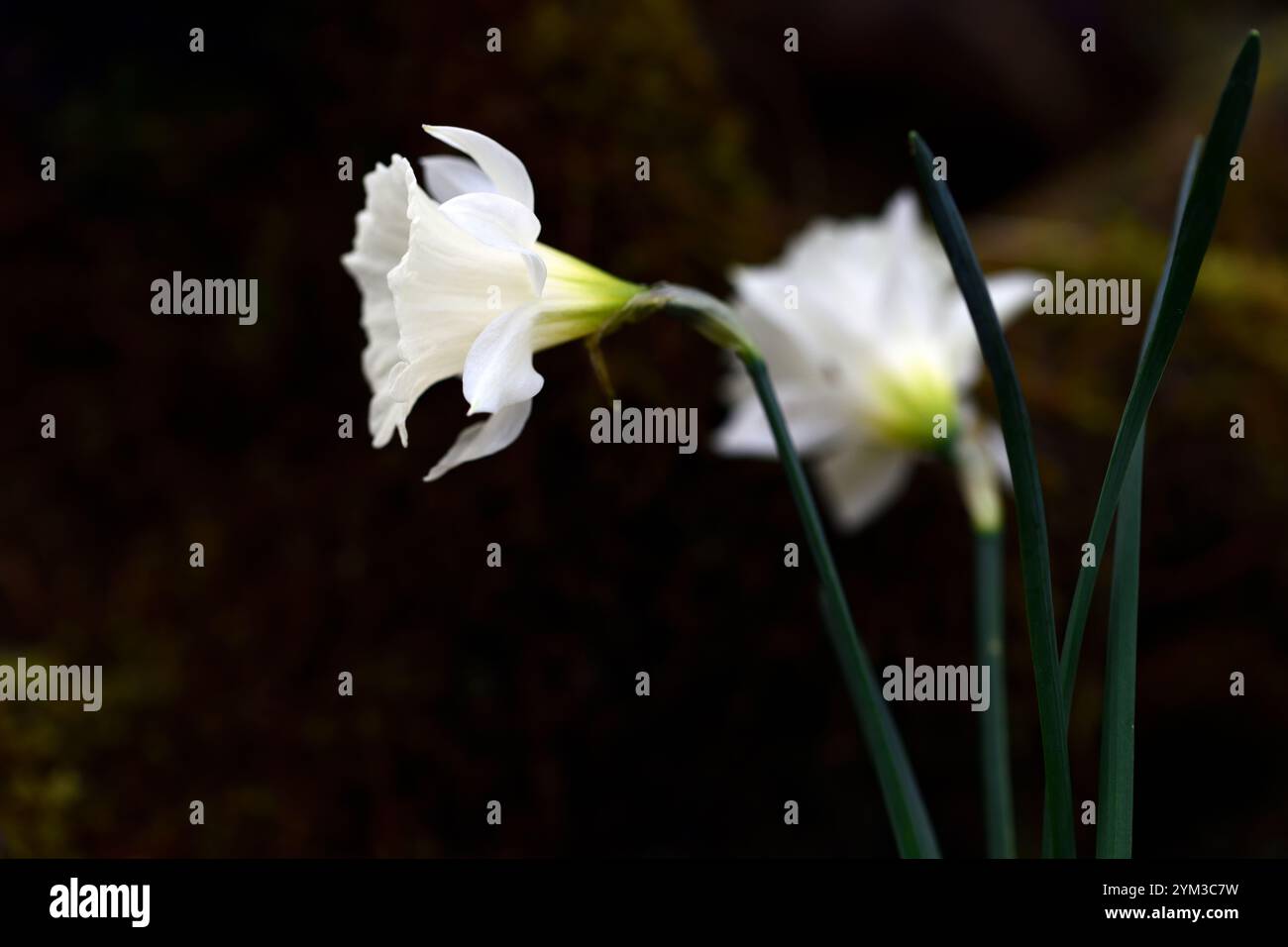 Narcissus Trompete freiwillig, große Trompete, Narzissen, weiße Trompete, große Narzissen, anne wright Dryad Kinderzimmer, RM Floral Stockfoto