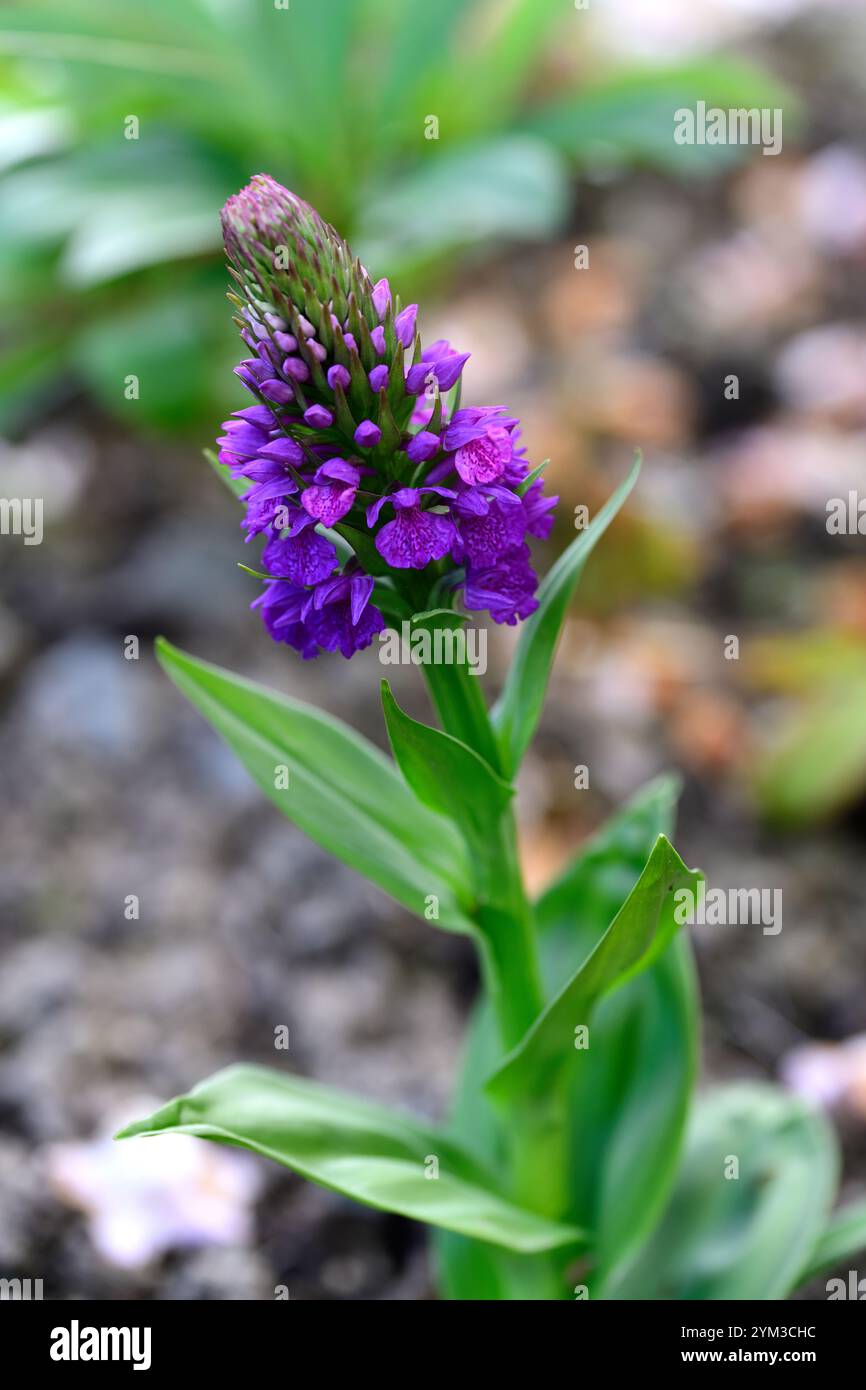 Dactylorhiza, terrestrischen Orchidee, Lila Blume, Blumen, Blüten, Pflanzen, Stauden, Marsh Orchideen, Garten, RM Floral Stockfoto