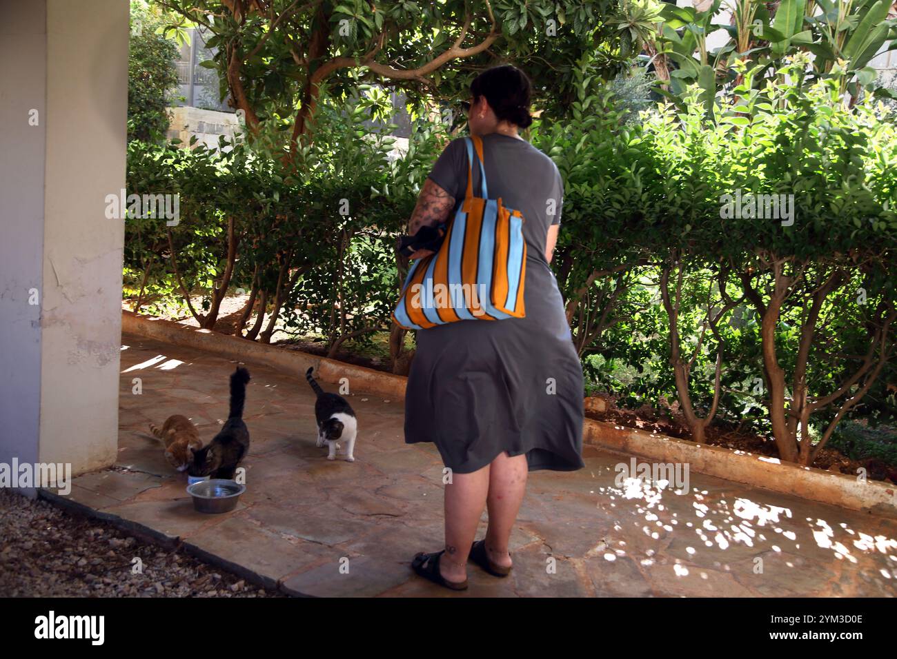 Touristen füttern Wildkatzen in Vouliagmeni Attica Athen Griechenland Stockfoto
