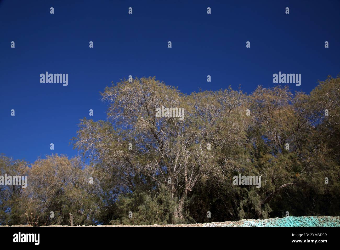 Küsteneichenbaum oberhalb des Vouliagmeni-Strandes Athen Attika Griechenland Stockfoto