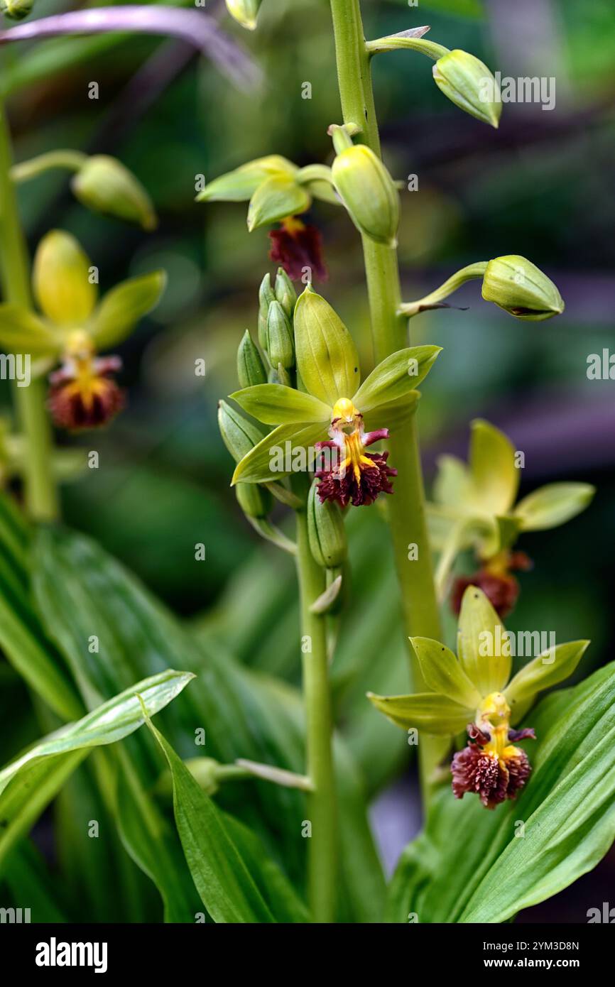 Epipactis, Helleborine, terrestrische Orchideen, terrestrische Orchideen, Epcts, Frühlingsblüte, Waldgarten, Shayd Garden, schattig, RM Floral Stockfoto