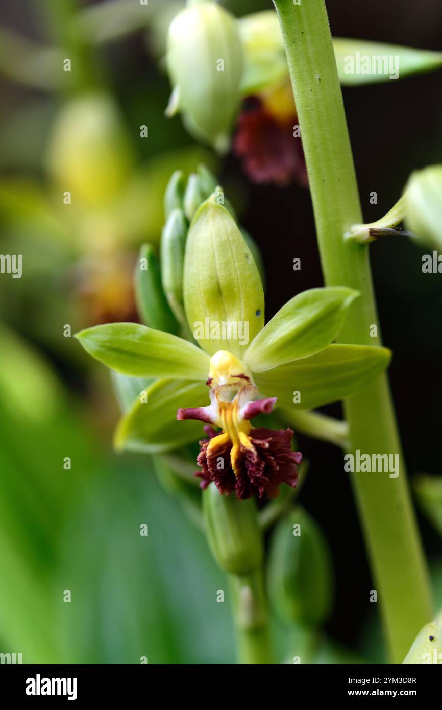 Epipactis, Helleborine, terrestrische Orchideen, terrestrische Orchideen, Epcts, Frühlingsblüte, Waldgarten, Shayd Garden, schattig, RM Floral Stockfoto