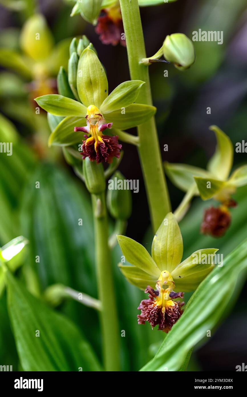 Epipactis, Helleborine, terrestrische Orchideen, terrestrische Orchideen, Epcts, Frühlingsblüte, Waldgarten, Shayd Garden, schattig, RM Floral Stockfoto