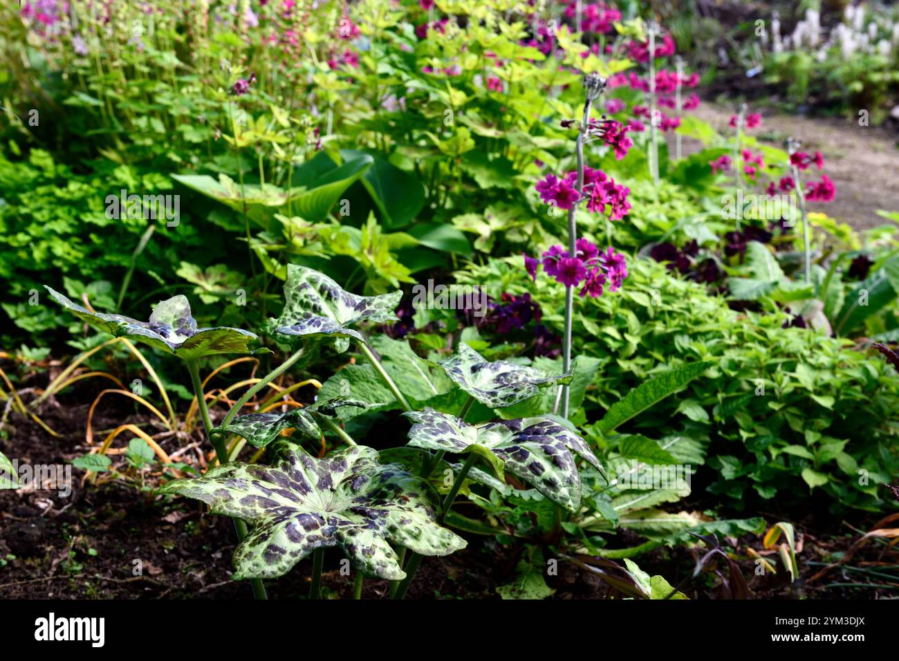 PODOPHYLLUM Kaleidoskop, Primula japonica Mühlen Karmesinrot.bunte Blätter, Laub, gesprenkelt, gefleckt, Flecken, attraktiv, Schatten, schattig, schattig, Holz, Wald Stockfoto