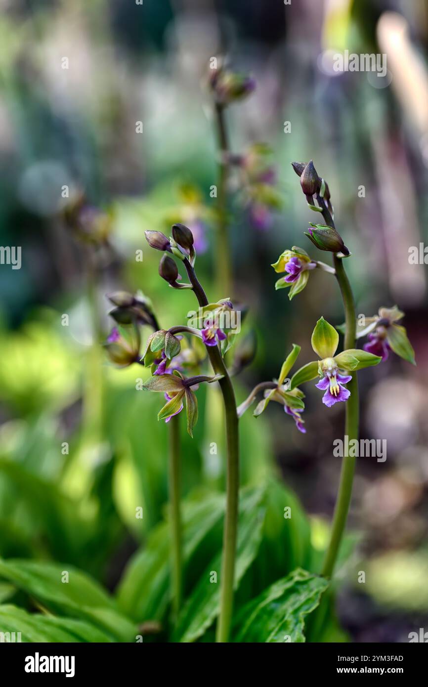 Epipactis, Helleborine, terrestrische Orchideen, terrestrische Orchideen, Epcts, Frühlingsblüte, Waldgarten, Shayd Garden, schattig, RM Floral Stockfoto