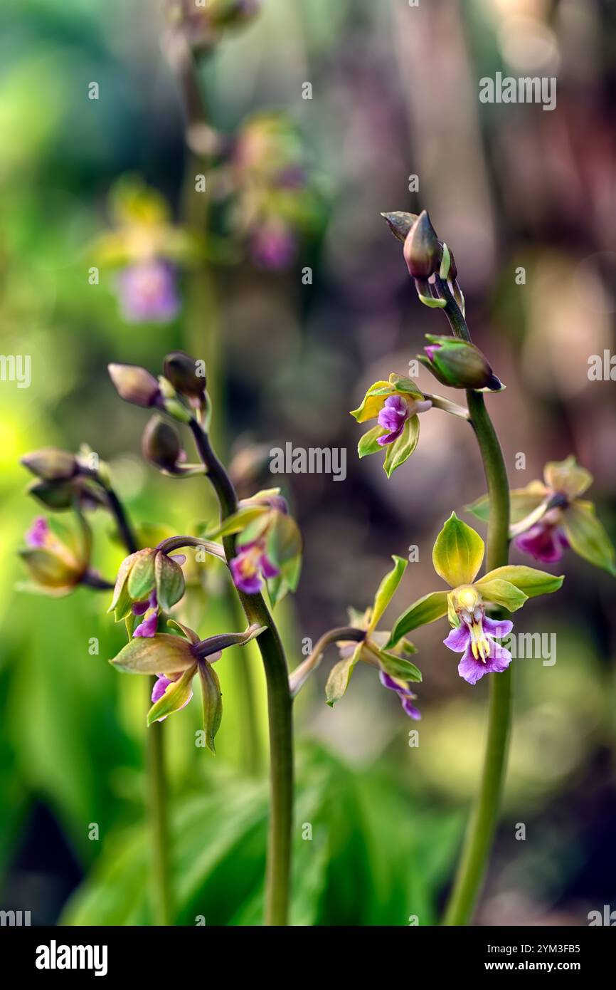 Epipactis, Helleborine, terrestrische Orchideen, terrestrische Orchideen, Epcts, Frühlingsblüte, Waldgarten, Shayd Garden, schattig, RM Floral Stockfoto