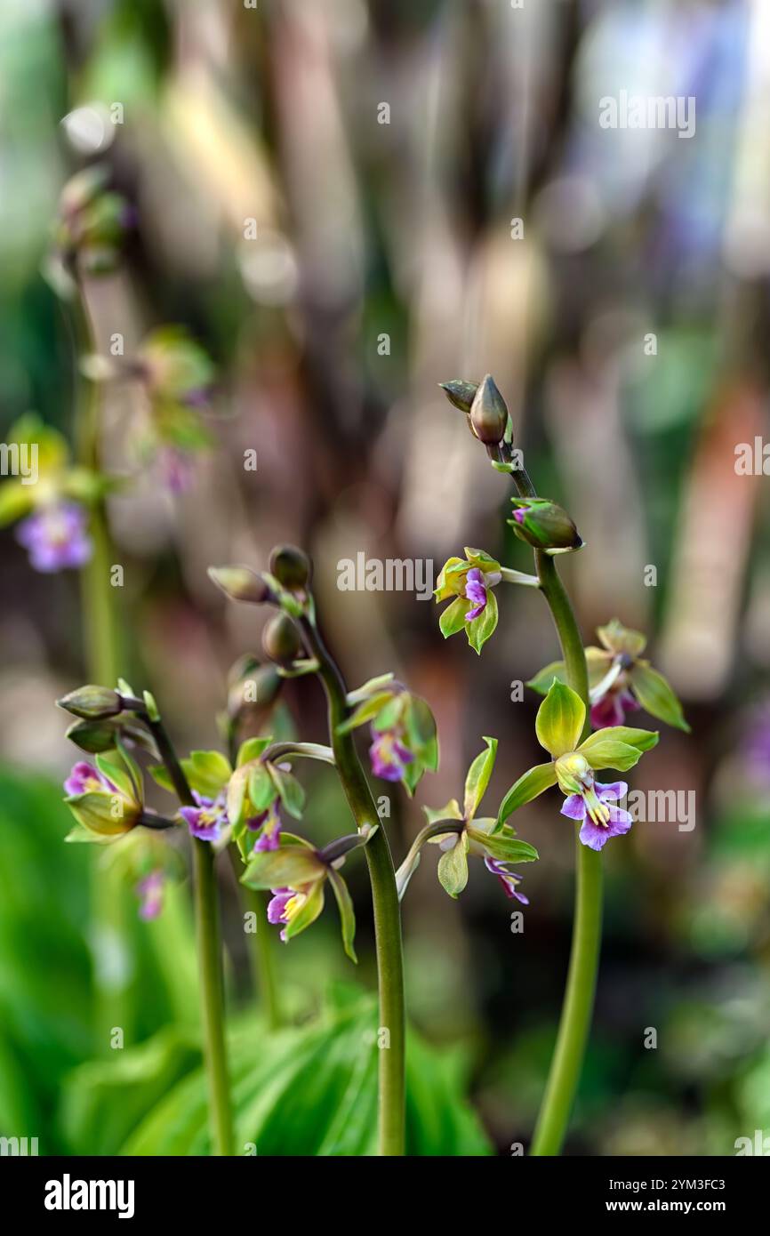 Epipactis, Helleborine, terrestrische Orchideen, terrestrische Orchideen, Epcts, Frühlingsblüte, Waldgarten, Shayd Garden, schattig, RM Floral Stockfoto