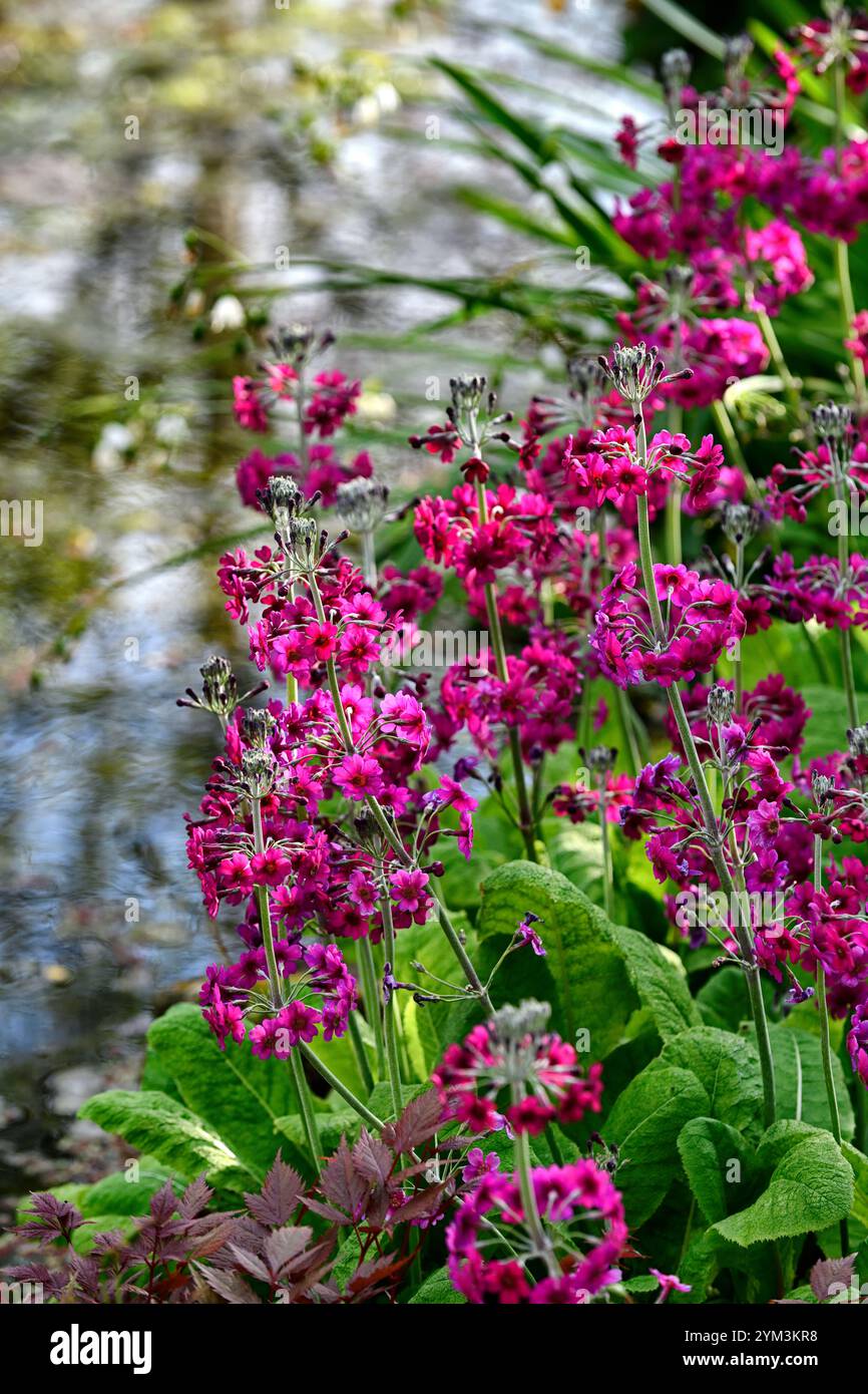 Primula japonica Mühlen purpurpurrot, Primula neben einem Teich, Primula Mühlen purpurrot neben einem Teich, Schatten, Schatten, Schatten, Moor, Moor, RM Floral Stockfoto