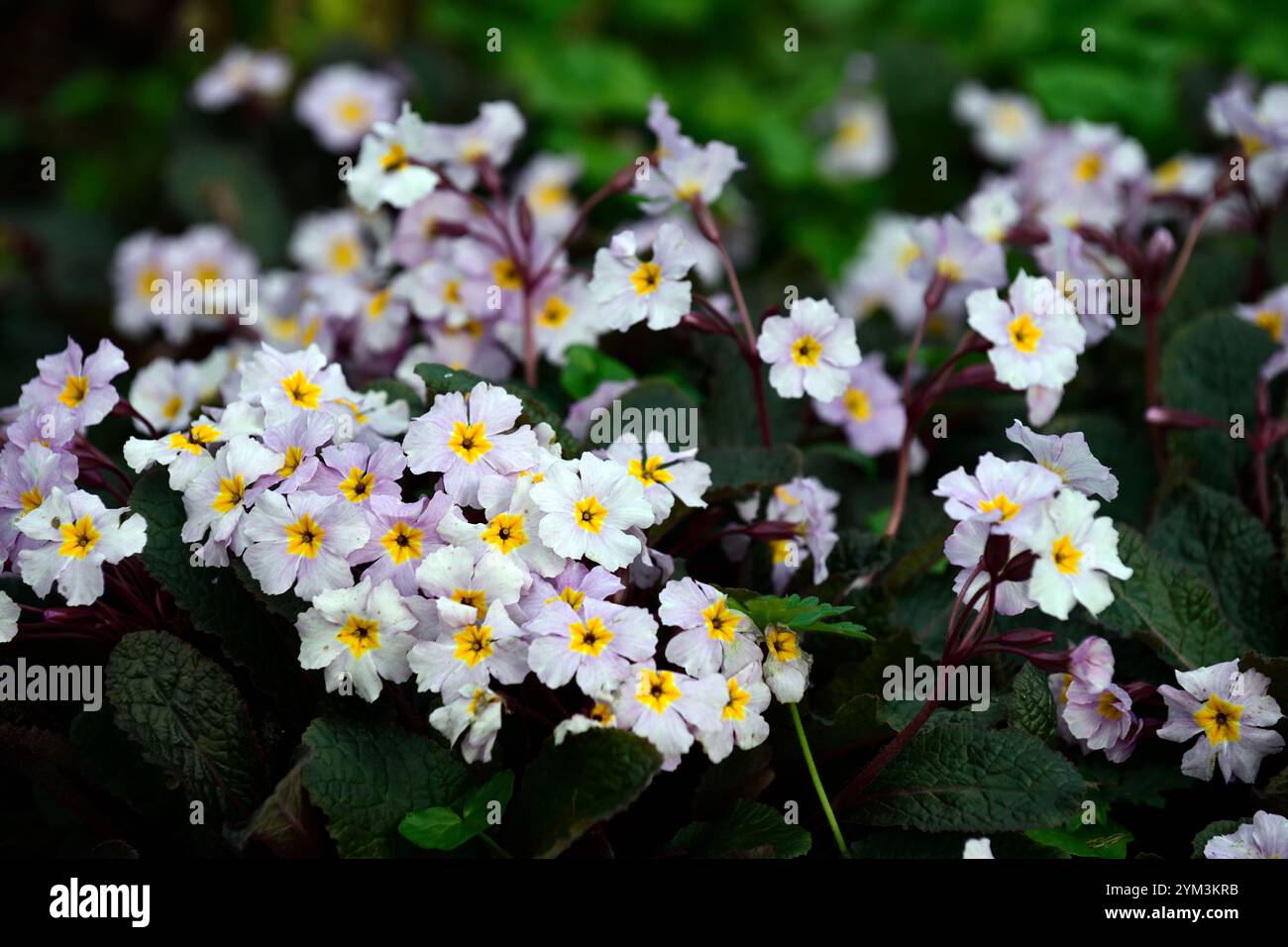 Primula Guinevere, halbimmergrüne mehrjährige, dunkle Blätter, dunkles Laub, lila Bronzeblätter, blassrosa Blüten, RM Floral Stockfoto