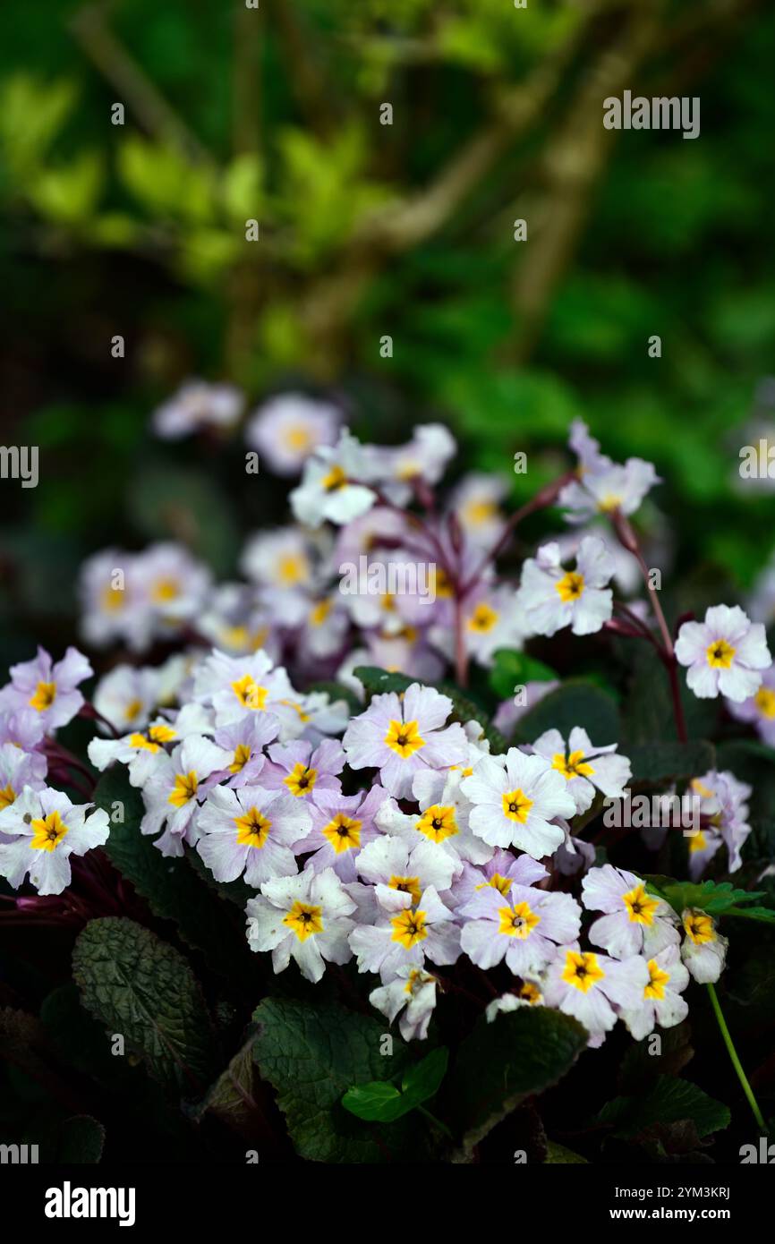 Primula Guinevere, halbimmergrüne mehrjährige, dunkle Blätter, dunkles Laub, lila Bronzeblätter, blassrosa Blüten, RM Floral Stockfoto