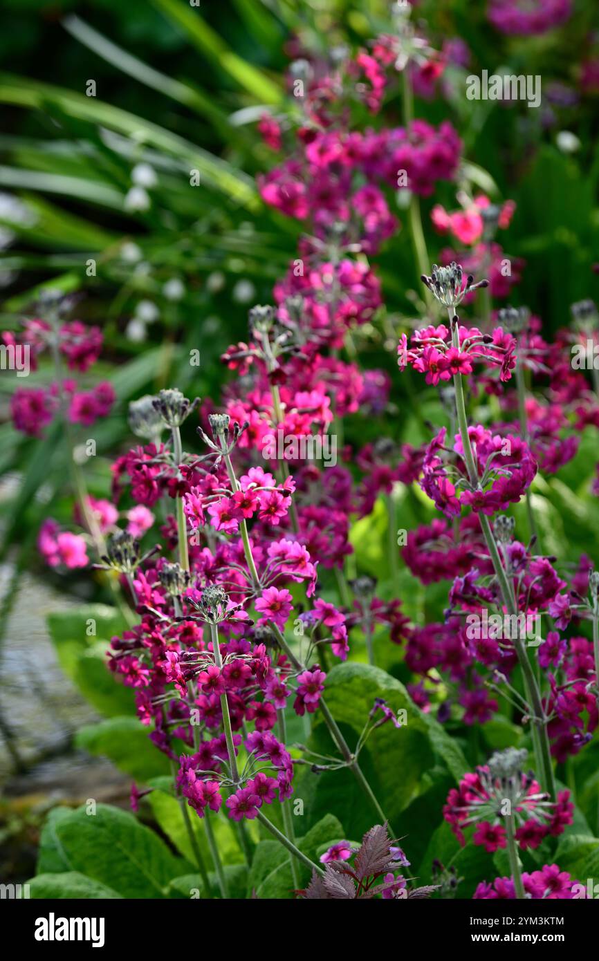 Primula japonica Mühlen purpurpurrot, Primula neben einem Teich, Primula Mühlen purpurrot neben einem Teich, Schatten, Schatten, Schatten, Moor, Moor, RM Floral Stockfoto