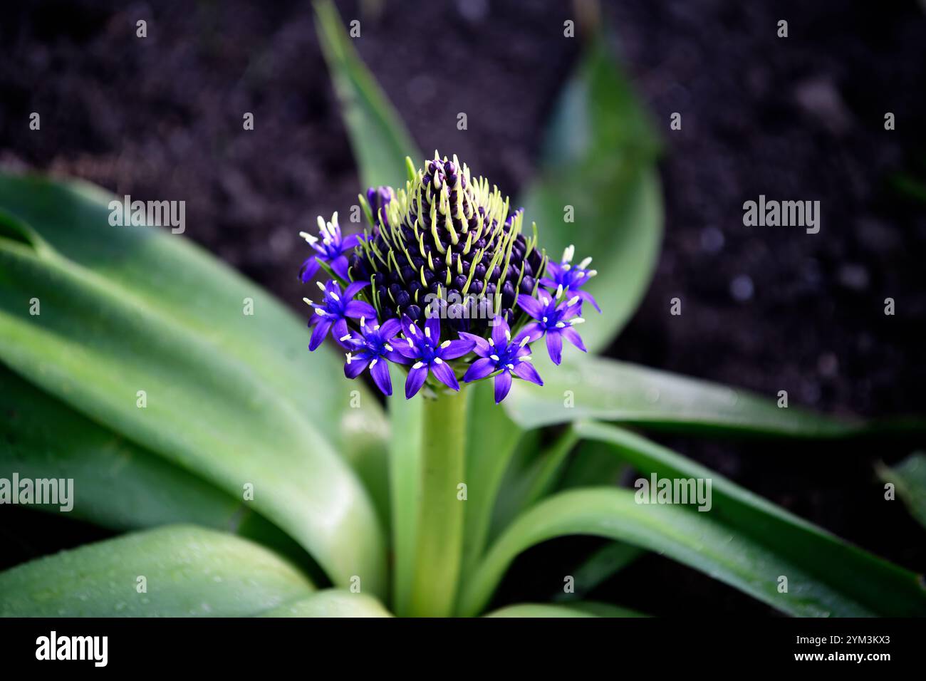 Scilla peruviana, portugiesischer Squill, dichter pyramidaler Rassismus von blauen Blumen, blauen Blumen, Frühling, RM Floral Stockfoto