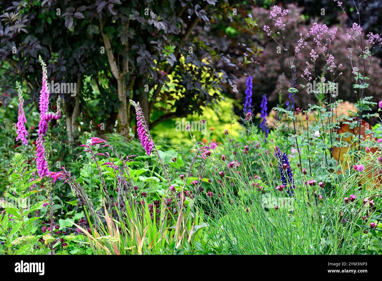 Foxglovemdigitalis purpurea,Gladiolus communis subsp byzantinus,dianthus carthusianorum,thalictrum,Delphinium,gemischte Grenze,gemischte Beete,gemischte Pflanzung sc Stockfoto