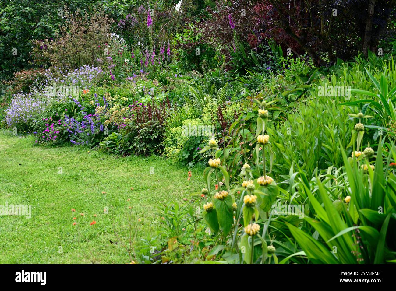 phlomis, Euphorbia Characterias, nepeta nepeta sechs Hügel Riesen, Geranie, astilbe, gemischte Grenze, gemischte mehrjährige Grenze, gemischte Bett, Garten, lange mehrjährige Grenze, Stockfoto