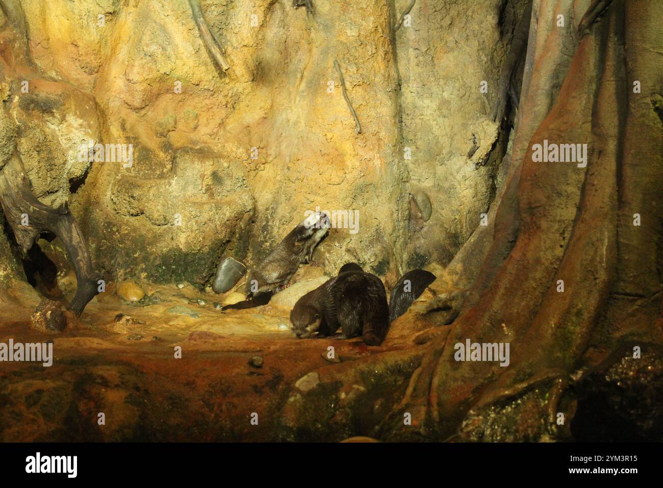 Lutra cinerea, Aonyx cinereus oder Amblonyx cinereus spielt am Fuße des Steins. Ein paar Otter. Stockfoto