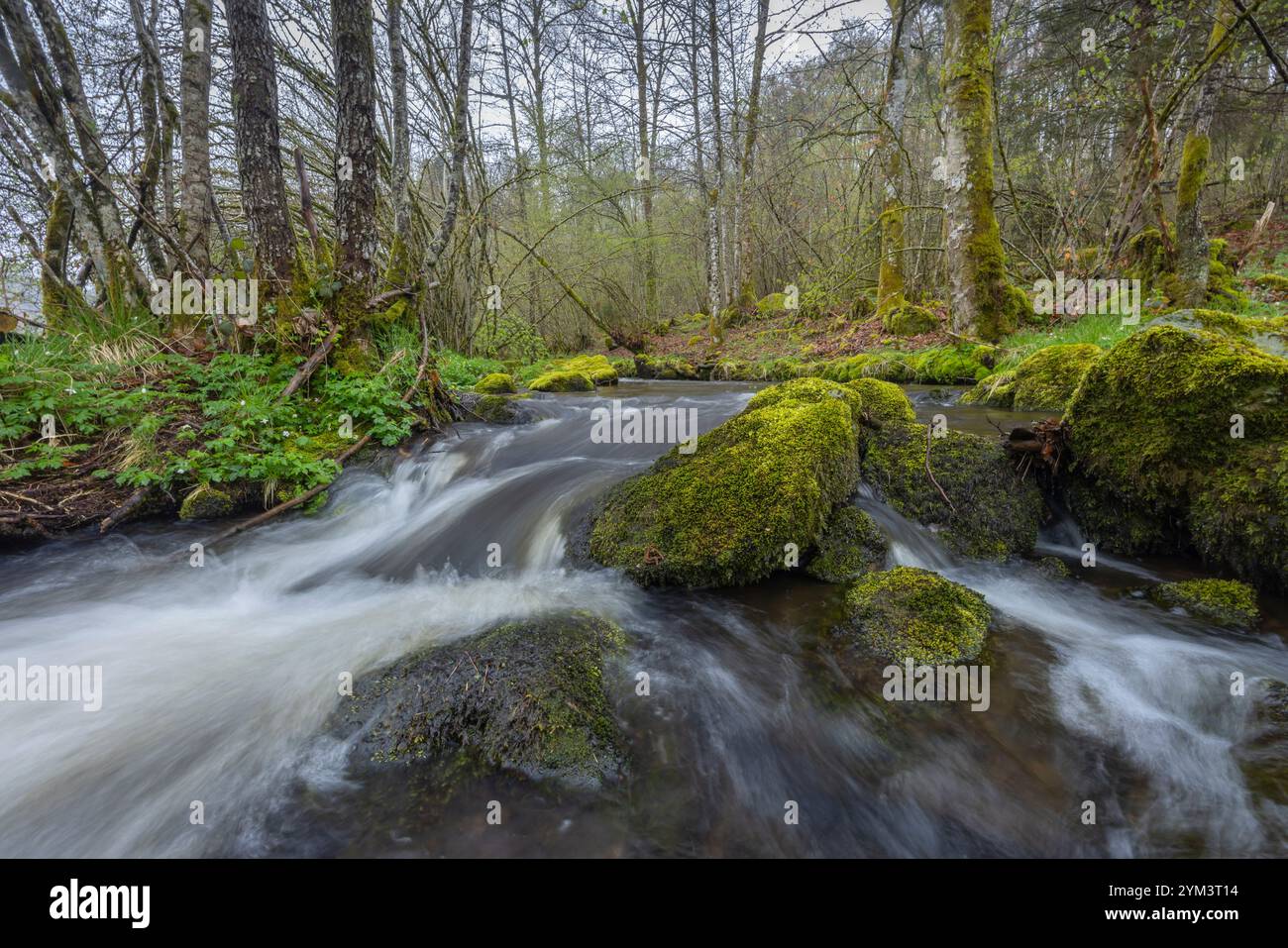 Plateau des Grilloux, Plateau der tausend Teiche (Plateau des Mille etangs), Haute Saone, Bourgogne-Franche-Comte, Frankreich Stockfoto