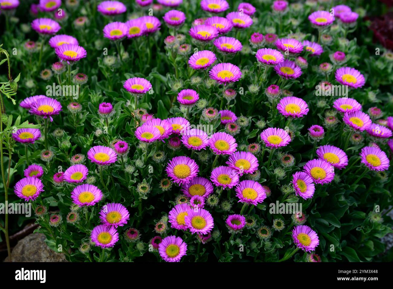 Bellis perennis, zarte Biennale, Bairnwort, Banwood, Banwort, Knochenblume, Bonewort, Bruisewort, gemeiner Gowan, Dog Daisy, Double Daisy, English Daisy, Gänsefluss Stockfoto