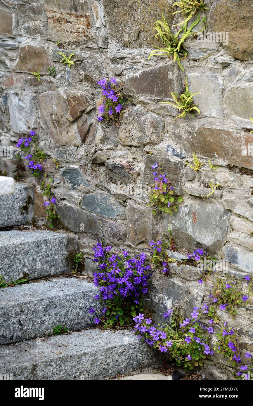 Campanula, Campanula wächst an Wand, Glockenblume wächst an Wand, blaue Blumen, Steinmauer mit campanula, Steinmauer mit blauen Glockenblumen, RM Floral Stockfoto