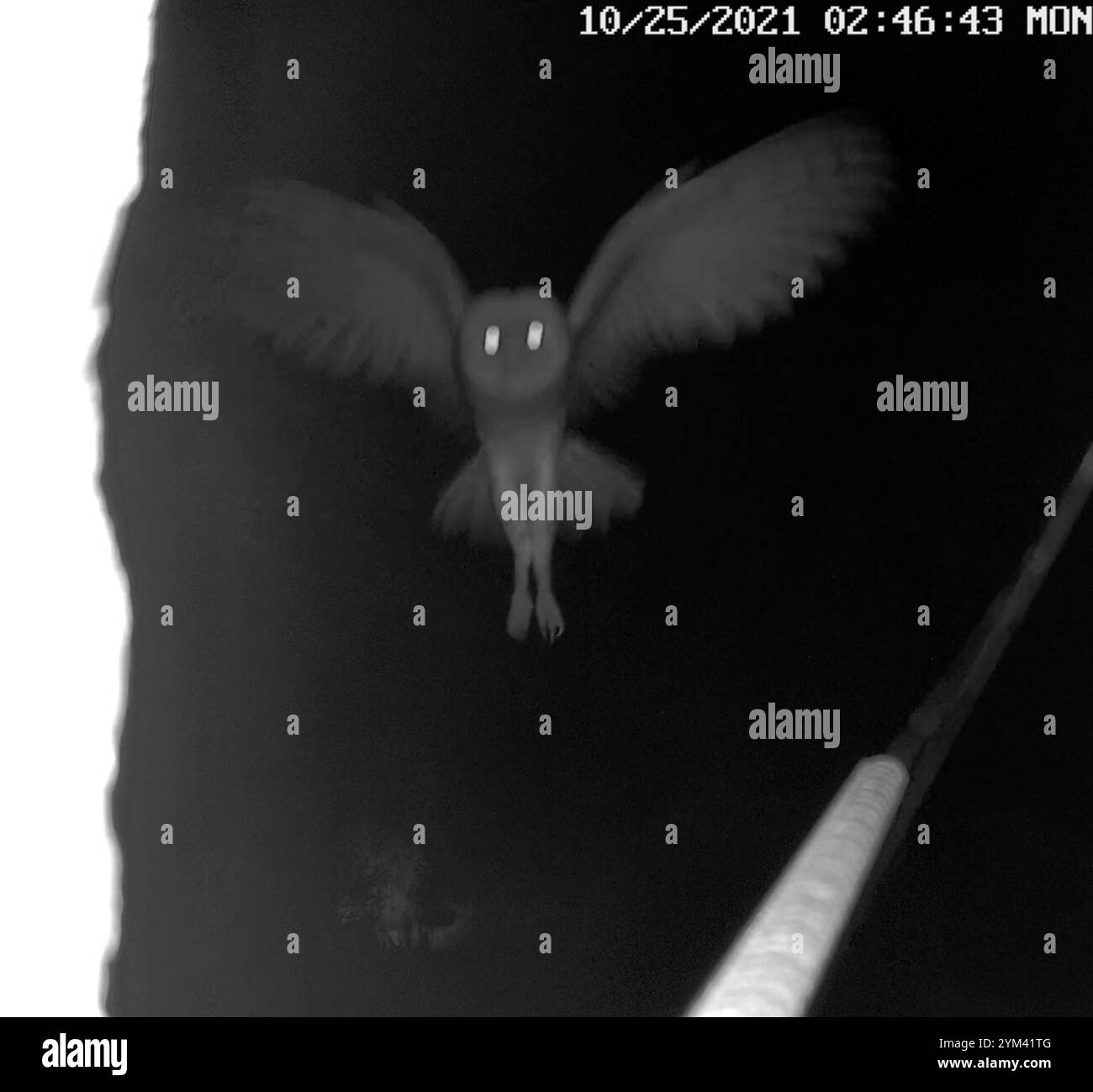 Westliche Barn Eule (Tyto alba) Stockfoto