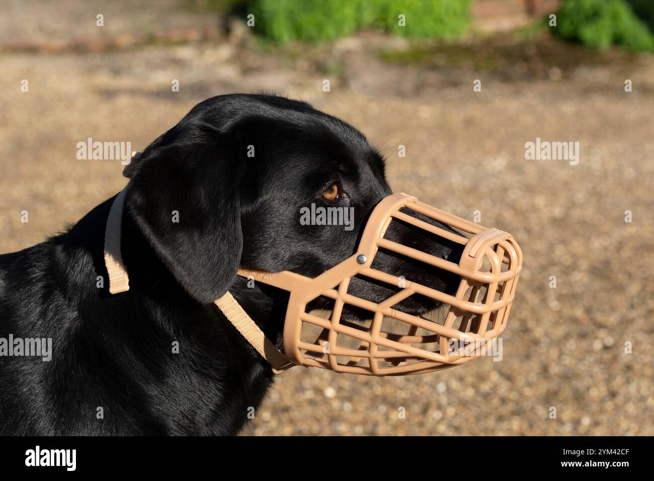 Kopfschuss eines jungen schwarzen labrador-Retriever-Hundes, der einen Korbmaulkorb trägt Stockfoto