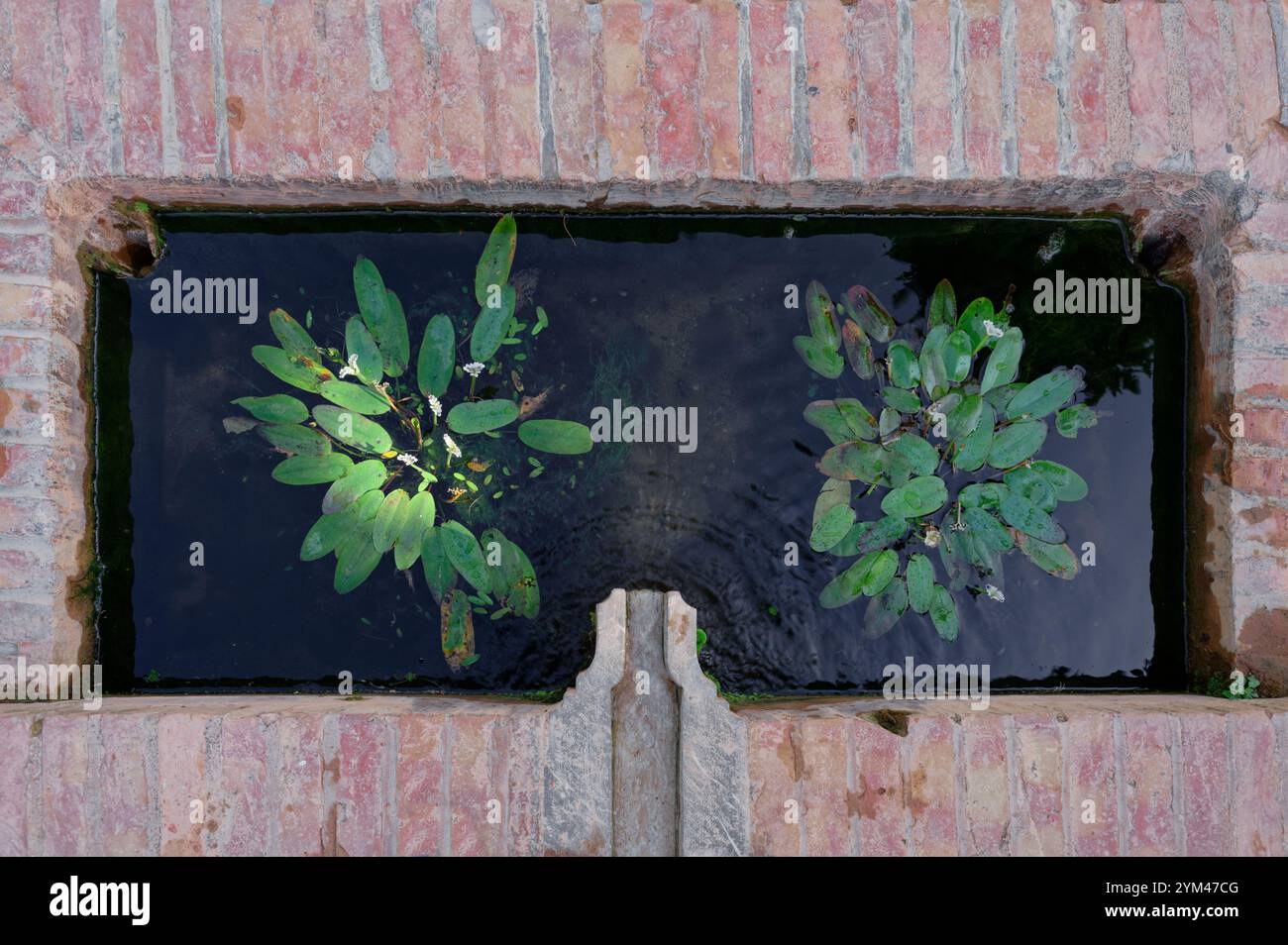 Wasserpflanzen in einem kleinen Steinteich an der Alhambra, die ruhige Schönheit und maurisches Design widerspiegeln. Stockfoto