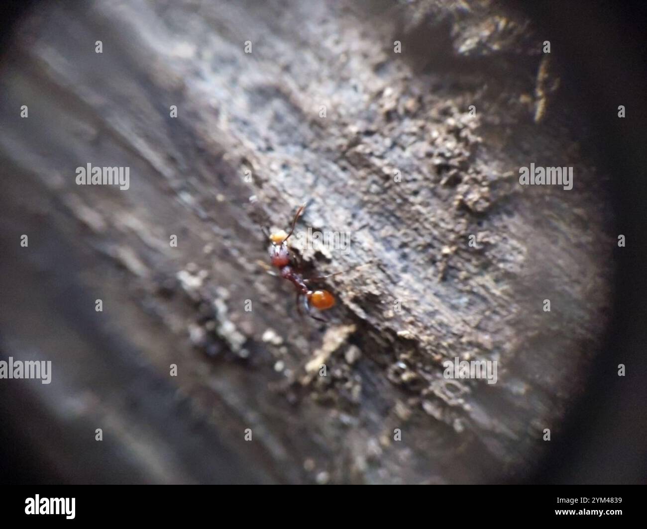 Tennessee Halsbandantente (Aphaenogaster tennesseensis) Stockfoto