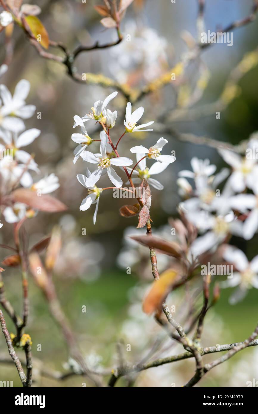 Nahaufnahme von blühenden Blüten der glatten Dienstbeere (amelanchier laevis) Stockfoto