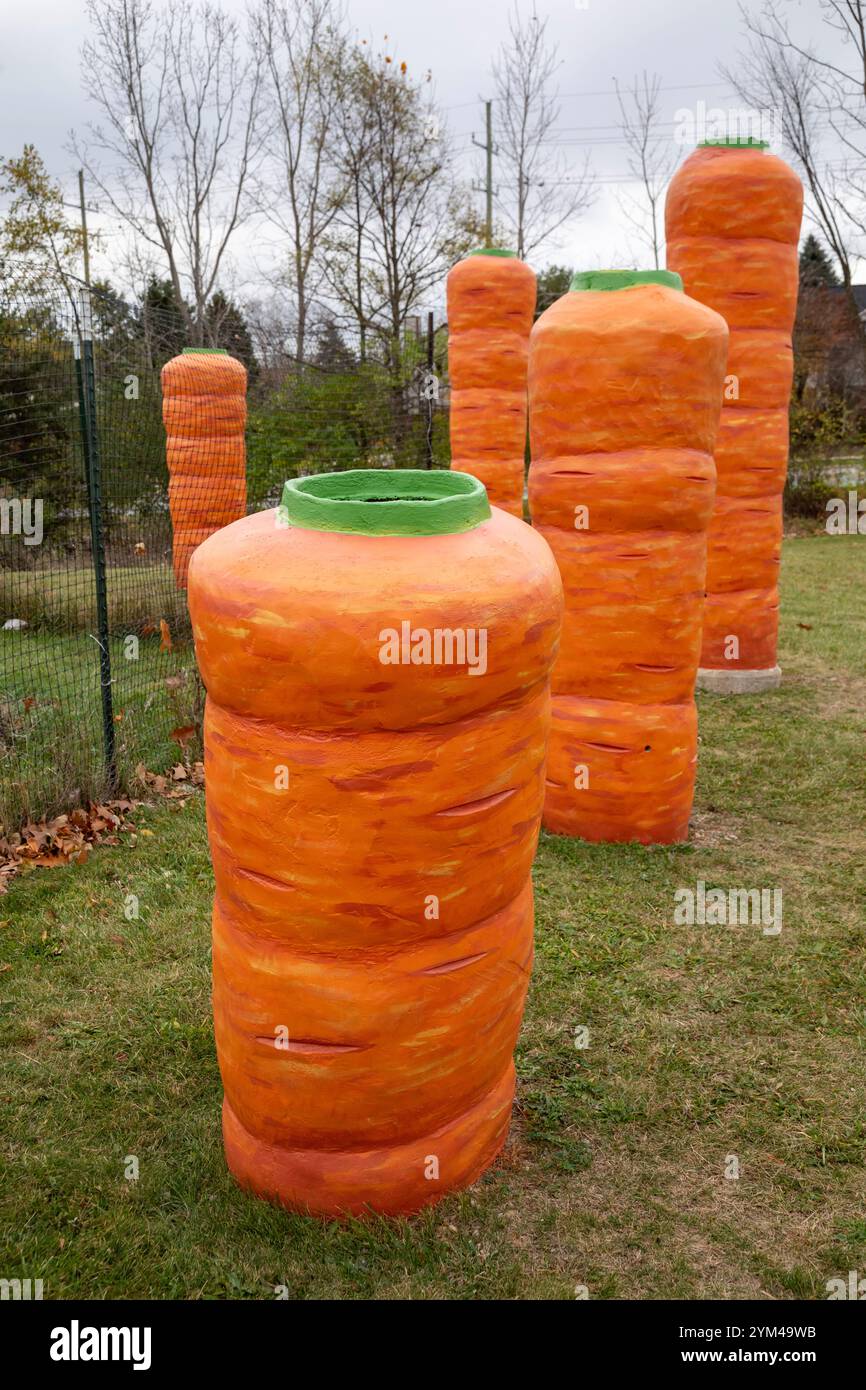 Ann Arbor, Michigan – große BetonKarotten werden vor dem Hauptquartier von Food Gatherers im Washtenaw County gepflanzt., einer Lebensmittelbank und Lebensmittelrettungsanlage Stockfoto