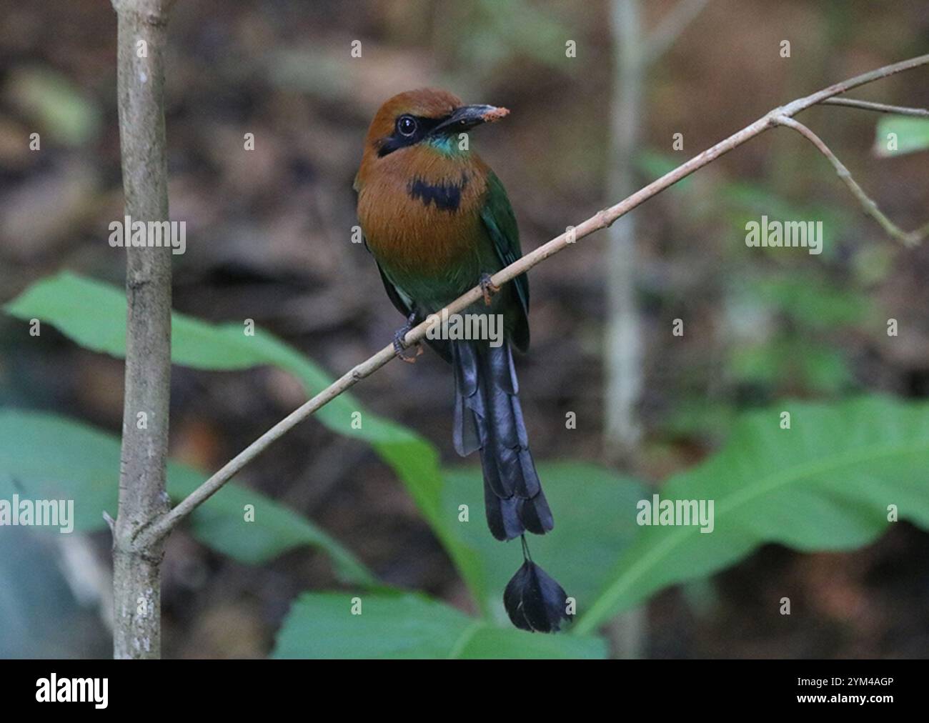 Breitschnabel-Motmot (Electron platyrhynchum) Stockfoto