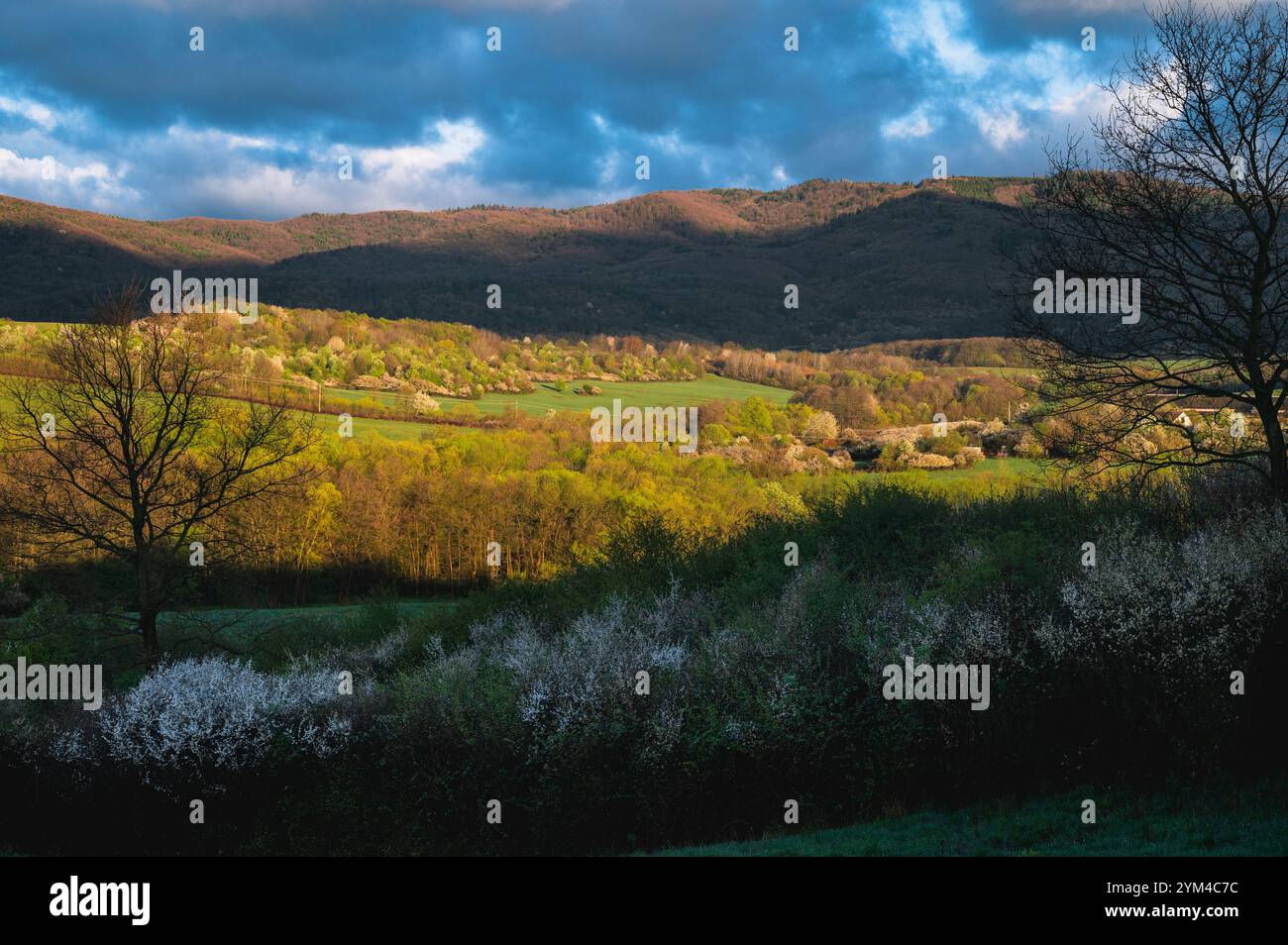 Friedliche Landszene mit Frühlingsgrün und weißen Blüten auf den Feldern Stockfoto
