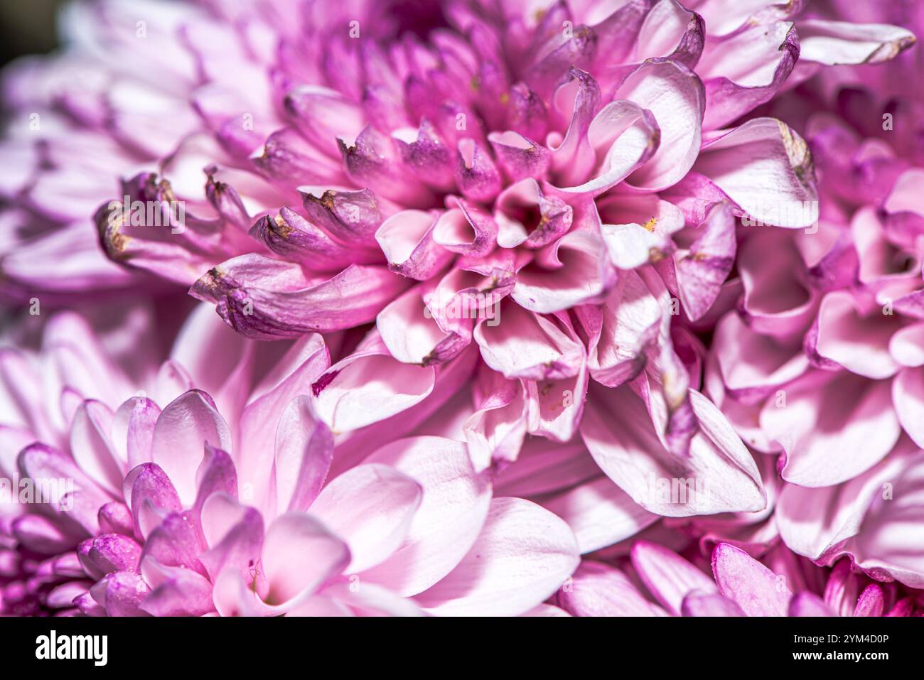 Ein atemberaubendes Makrofoto einer Chrysanthemenblume, das komplizierte Blütenblätter, lebendige Farben und die natürliche Schönheit dieses floralen Meisterwerks einfängt Stockfoto