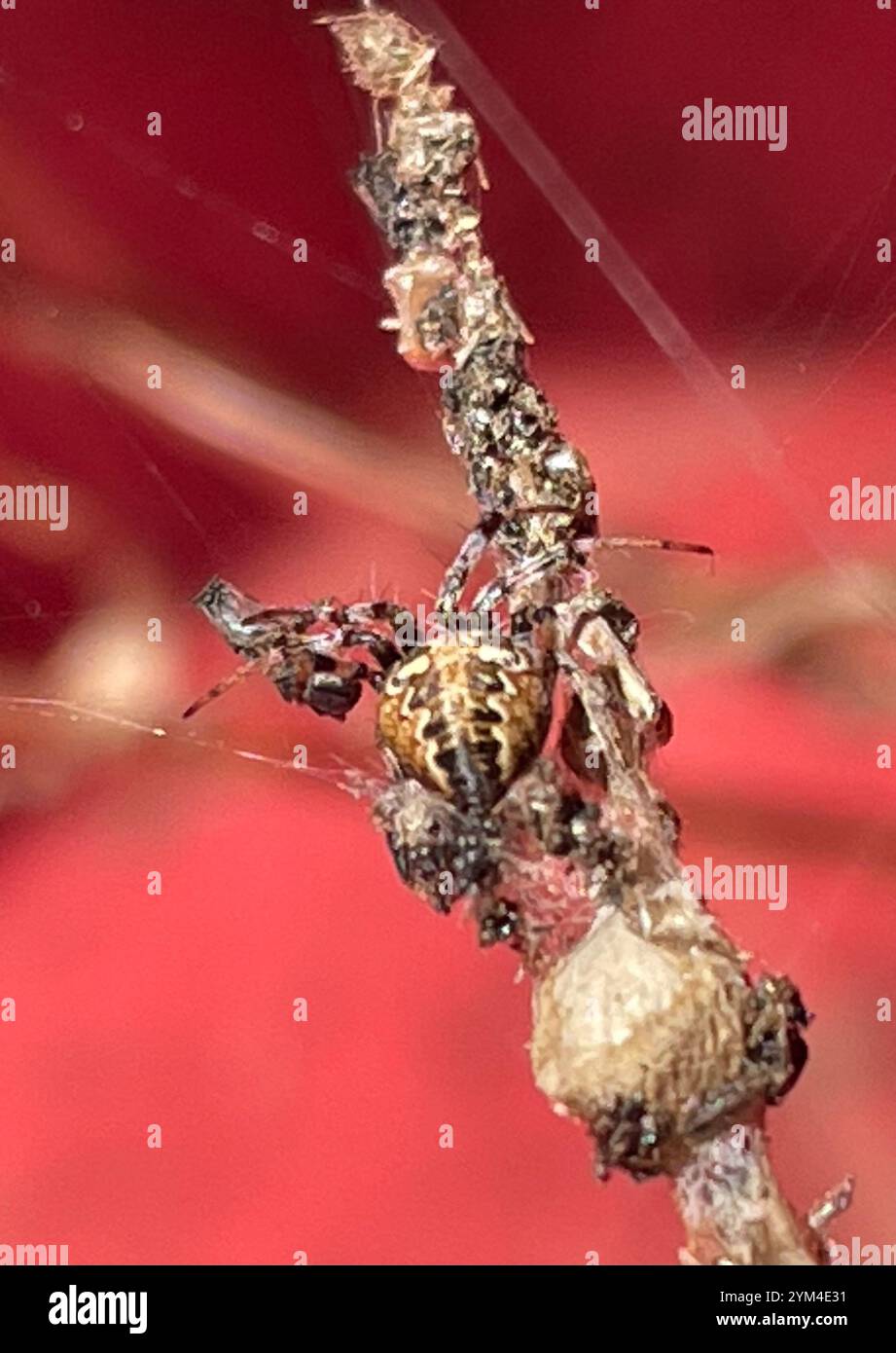 Westernfleckter Orbweaver (Neoscona oaxacensis) Stockfoto