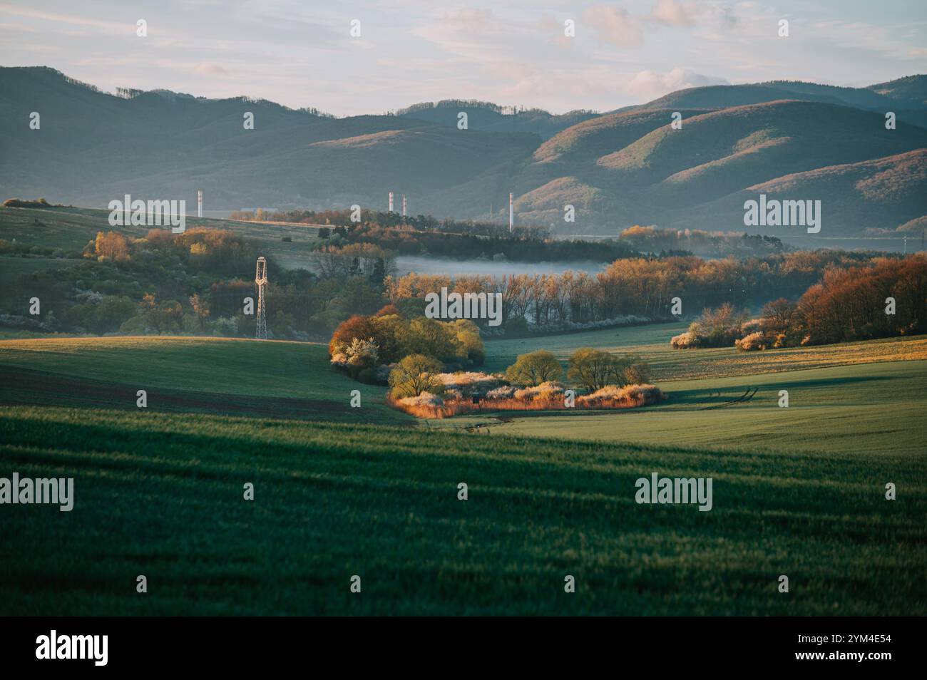 Blühende weiße Büsche und üppige grüne Natur in der friedlichen Frühlingslandschaft Stockfoto